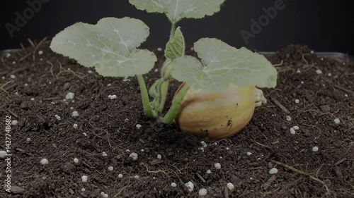 Sprouting Seedling Growing in Dark Soil Close Up