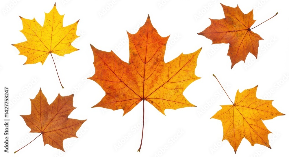 A collection of six colorful maple leaves in various autumn shades isolated on a white background A collection of six colorful maple leaves in various autumn shades isolated on a white background