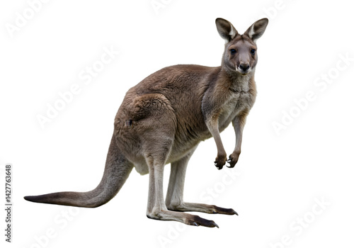Red Kangaroo with Joey: Australian Marsupial Stock Photo transparent background
