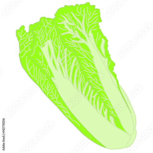 An illustration of fresh napa cabbage (Chinese cabbage) with crisp green leaves and white stalks, isolated on a white background