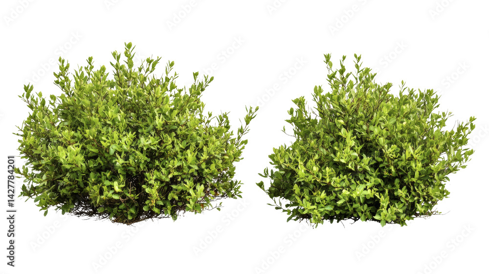 Obraz premium Two vibrant green shrubbery bushes, perfect for landscaping and design needs