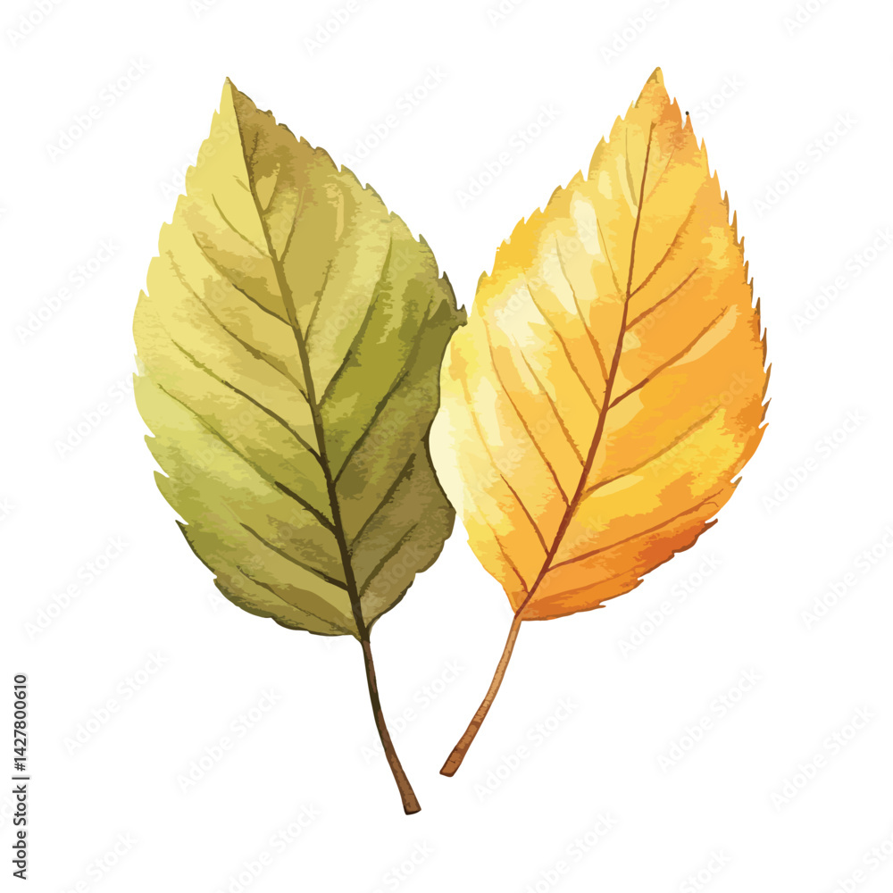 Fototapeta premium A autumn leaves cute watercolors illustration on white background