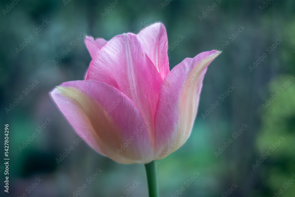 Spring flowers in macro photos.