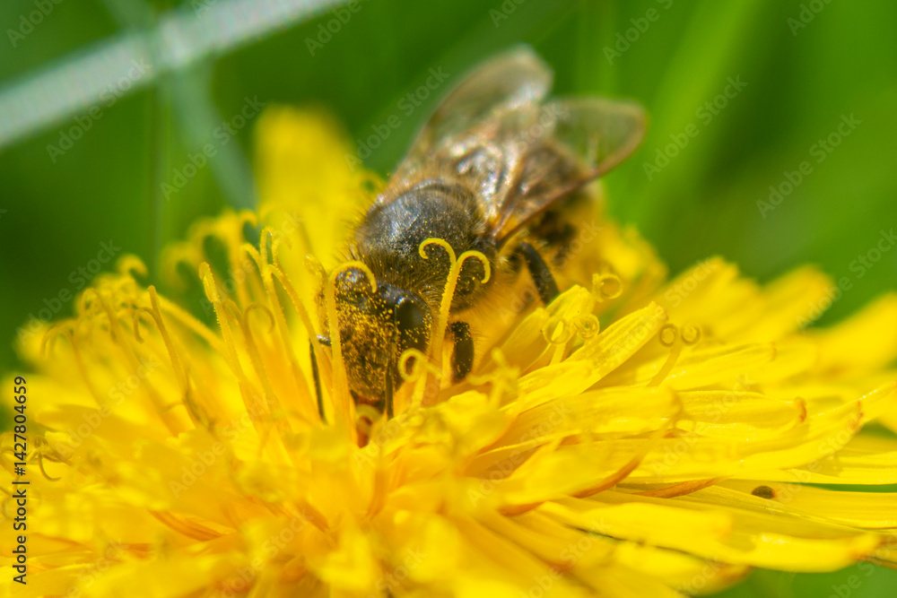 Spring flowers in macro photos.