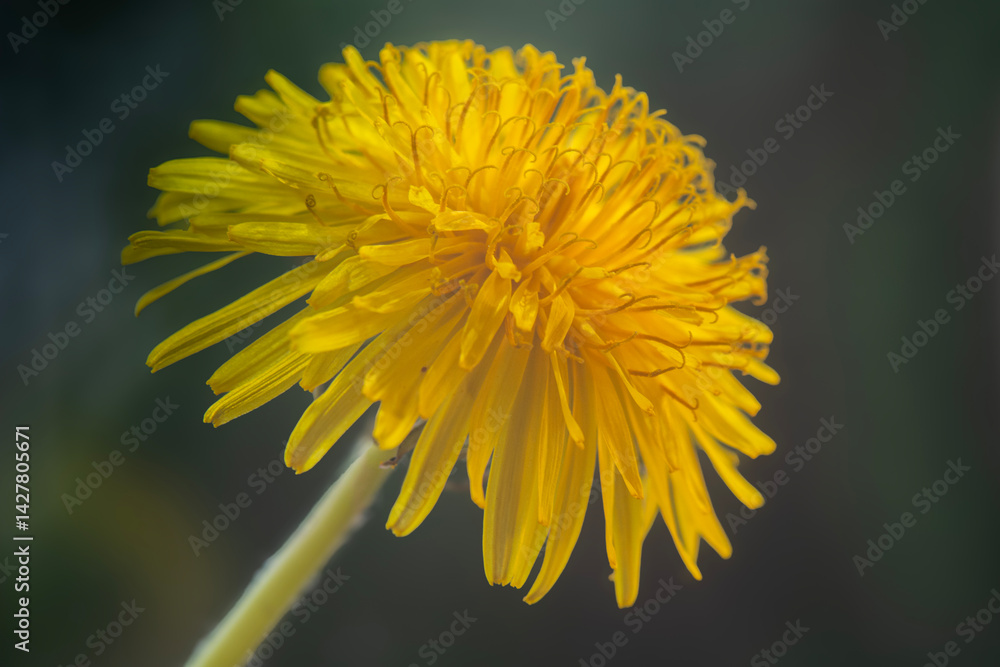Spring flowers in macro photos.