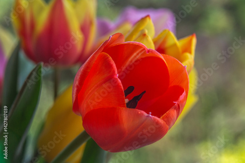 Spring flowers in macro photos.