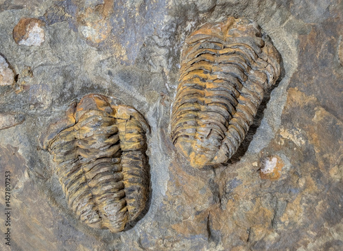 old trilobite fossil