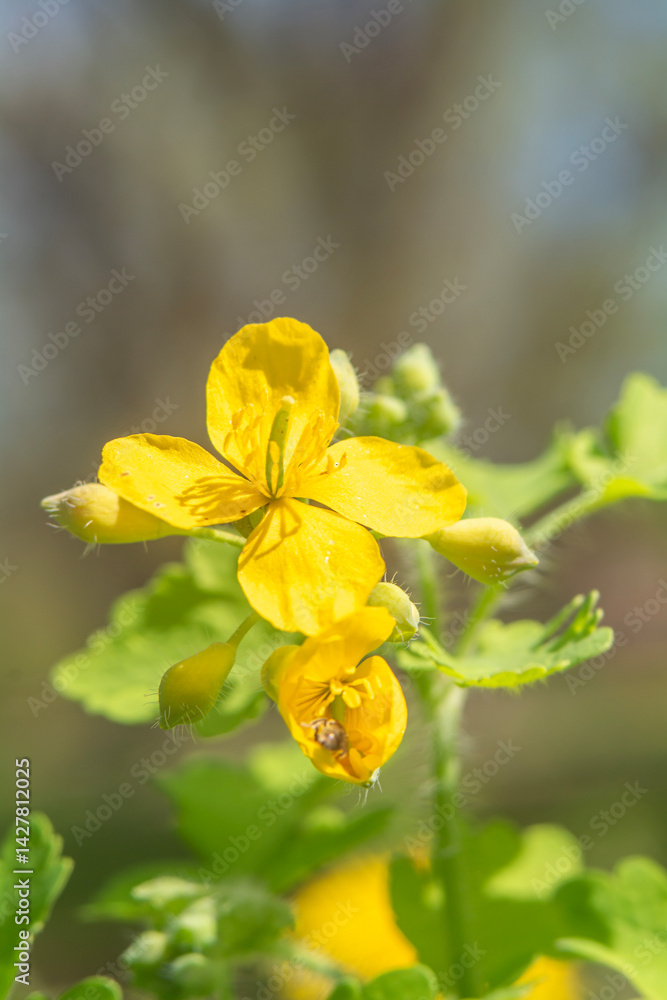 Spring flowers in macro photos.