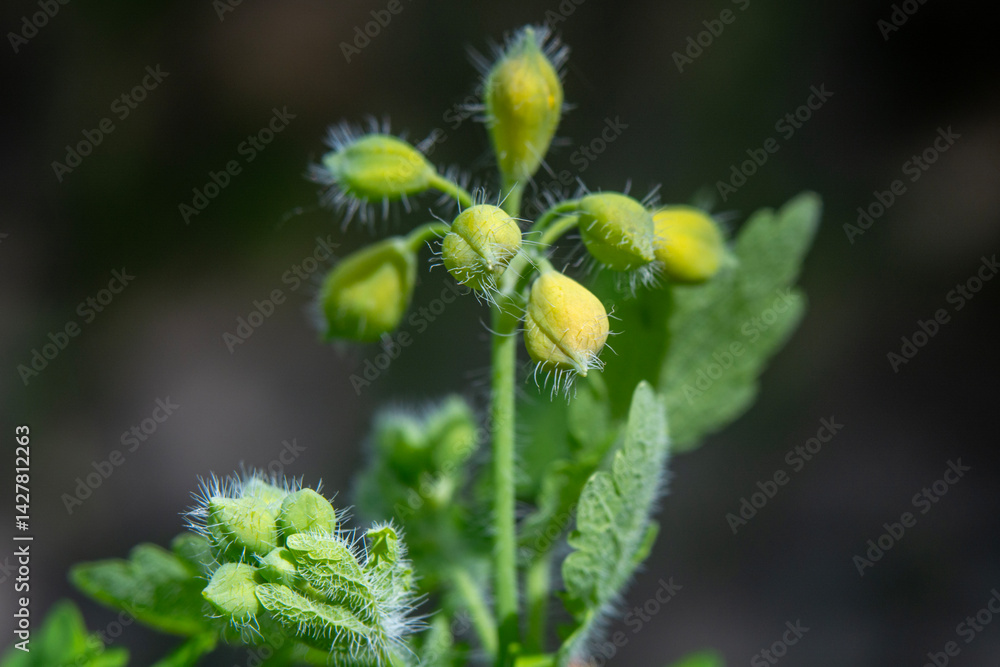 Spring flowers in macro photos.