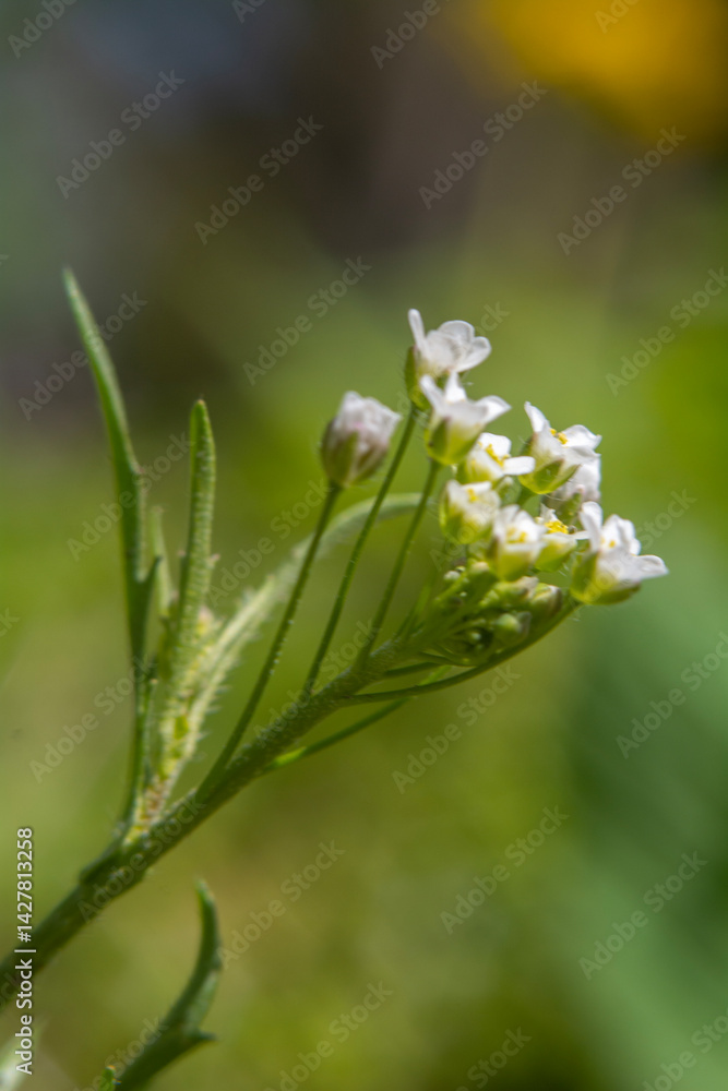 Spring flowers in macro photos.
