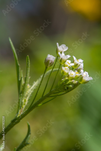 Obraz na płótnie Spring flowers in macro photos. w salonie