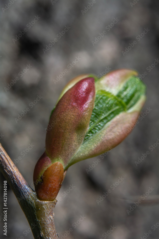 Spring flowers in macro photos.