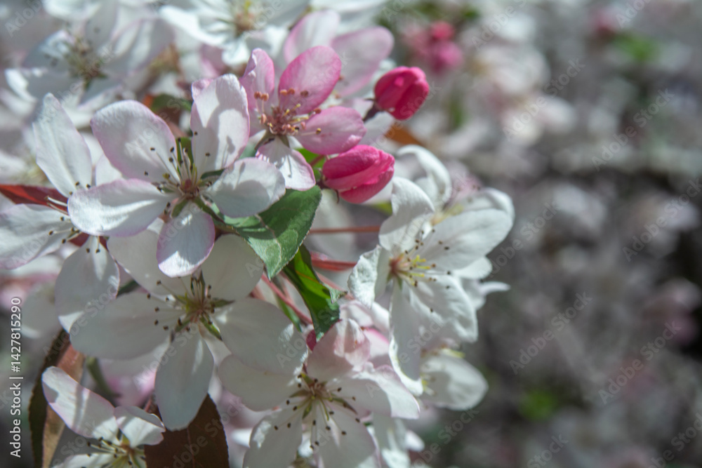 Spring flowers in macro photos.