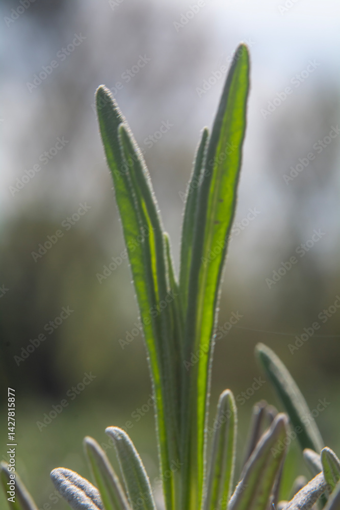 Spring flowers in macro photos.