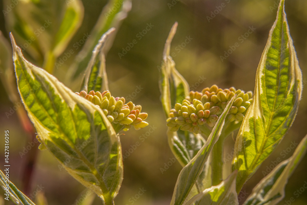 Spring flowers in macro photos.