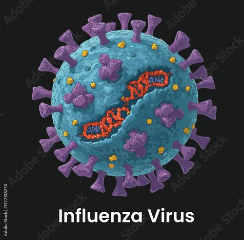 A scientifically-inspired vector illustration depicting the structure of an influenza virus particle, complete with its key components like hemagglutinin, neuraminidase, and RNA