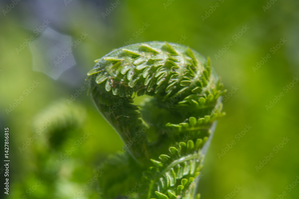 Spring flowers in macro photos.