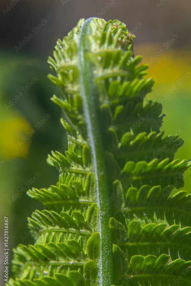 Spring flowers in macro photos.
