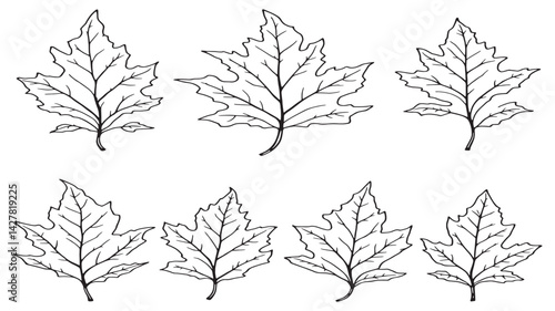 Sycamore leaf line art minimal tattoo style with fine lines