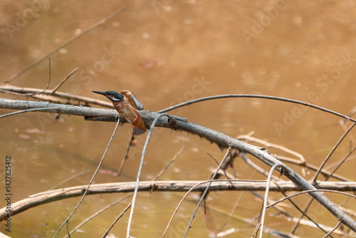 Beautiful Kingfisher in the...