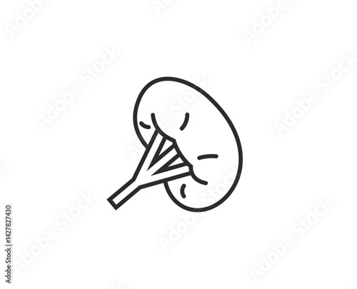 脾臓のイラスト