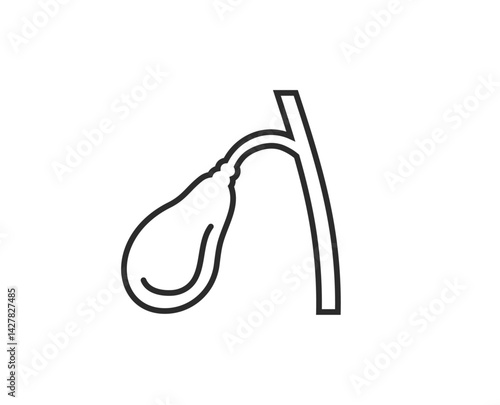 胆嚢のイラスト