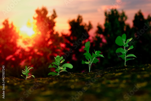 Obraz na płótnie A series of small plants are growing in a field with a sunset in the background w salonie