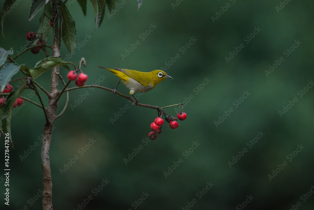 White eye bird perched on a branch in the woodlands. Close up, selective focus.
