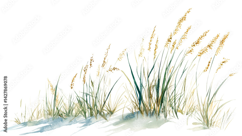 Fototapeta premium Elegant watercolor illustration of golden meadow grass isolated on white background