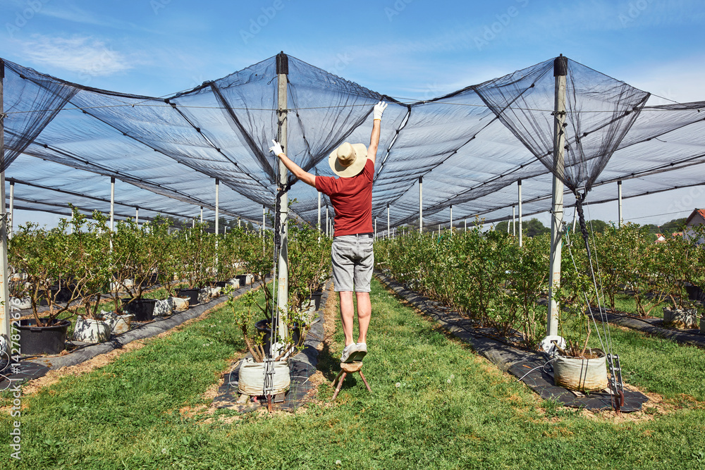 Farmer installing anti hail netting on a agricultural farm for protecting fruits, vegetables and crops from severe weather conditions.