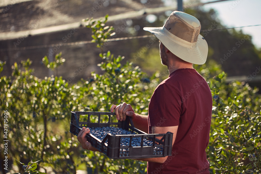 Farmer picking fresh blueberries on a farm.