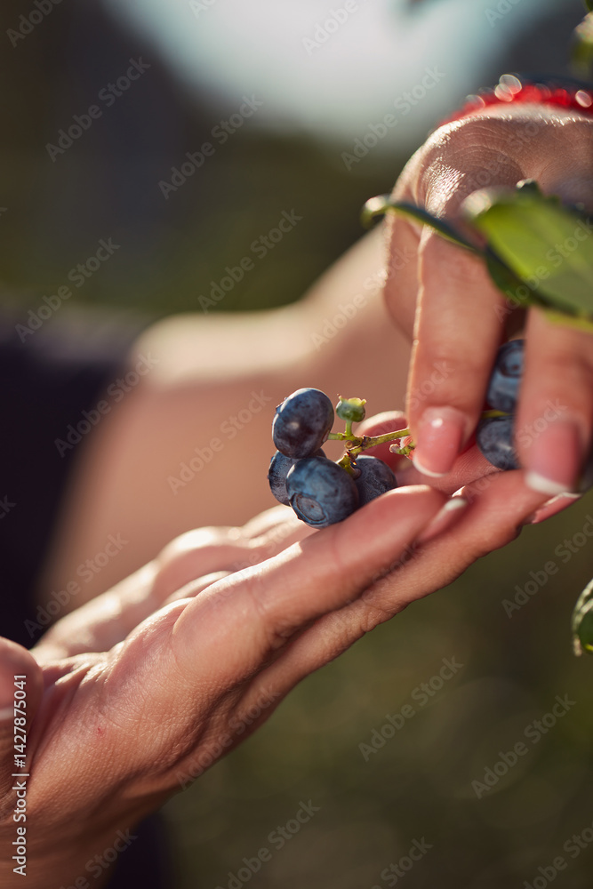 Farmer picking fresh blueberries on a farm. Shallow depth of field photo.
