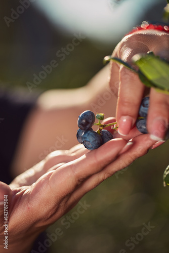 Obraz na płótnie Farmer picking fresh blueberries on a farm. Shallow depth of field photo. w salonie