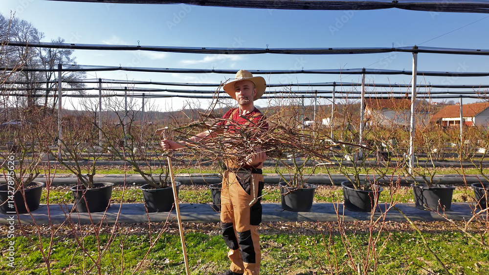 Male gardener working in a blueberries organic farm.