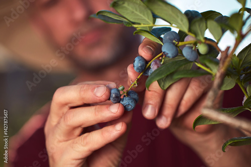 Farmer picking fresh blueberries on a farm.