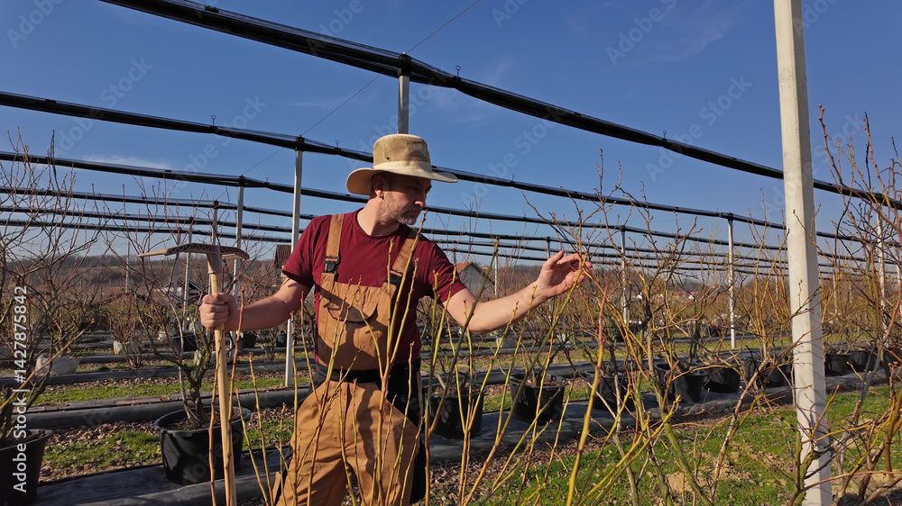 Male gardener working in a blueberries organic farm.