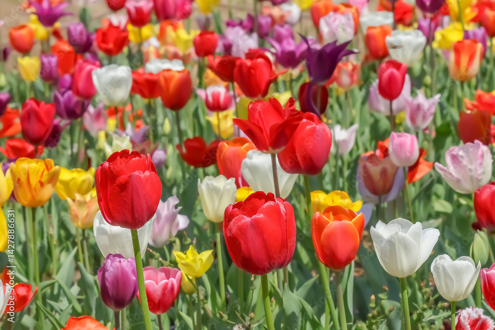 美しいチューリップの花 美しいチューリップの花