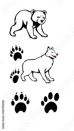 Animal tracking guide vector: dog vs. bear footprints side by side with measurements, clean black outlines on white background, field guide style.