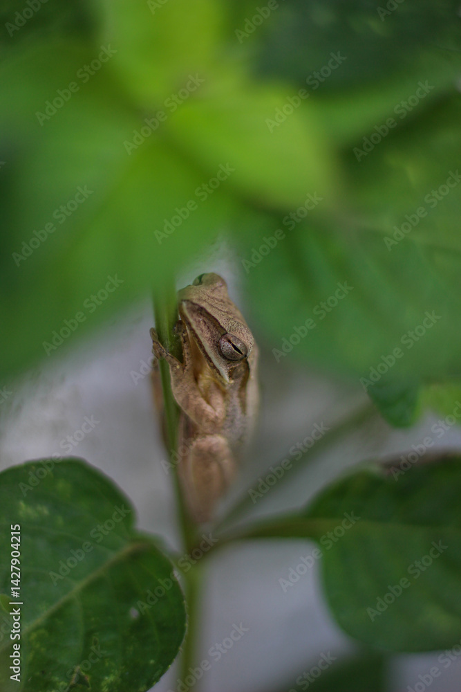 Obraz premium a frog on a tree trunk
