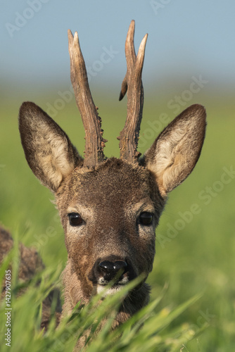 Roe deer in the green wheat
