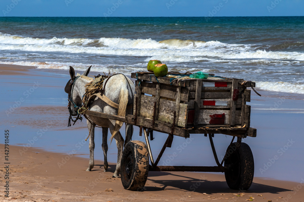 A donkey and a wooden cart parked on the sand of a beach in northeastern Brazil