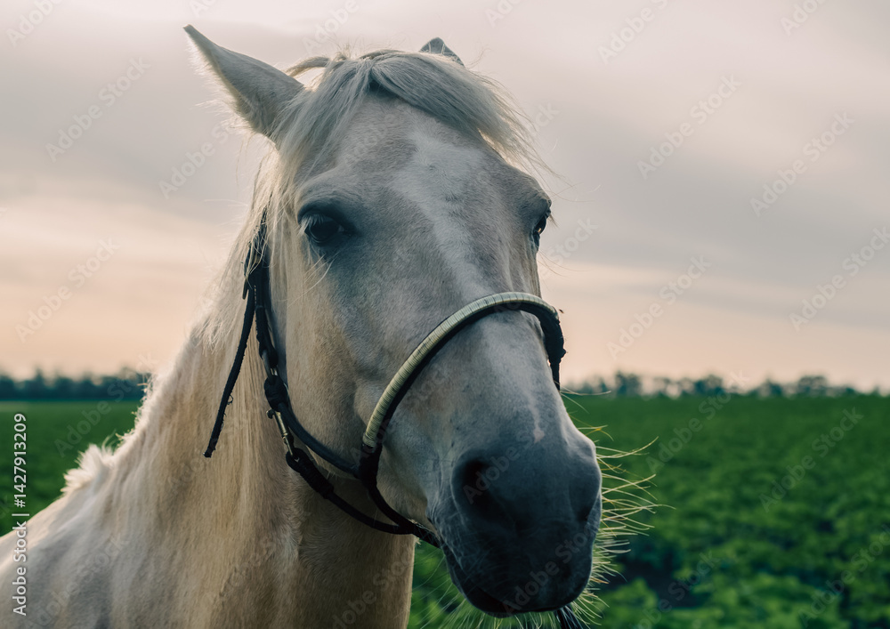 Obraz premium portrait of a beige horse on a background of green field and sky close up