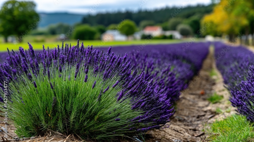 Obraz premium Beautiful Lavender Field in Full Bloom with Green Hills and Rural Village in Background