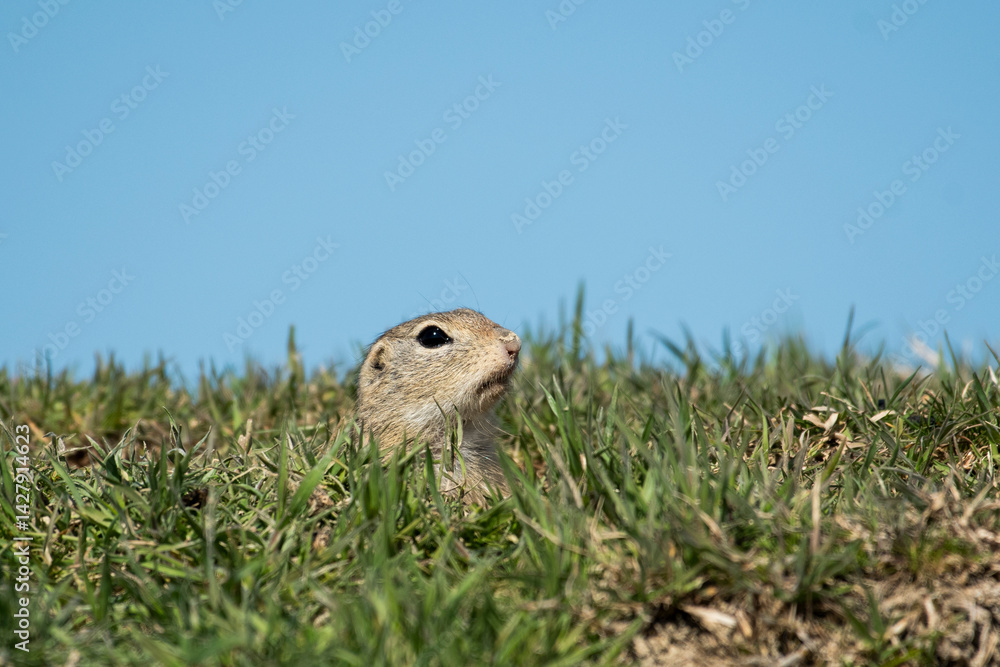 European ground squirrel on the grass in its natural environment European ground squirrel on the grass in its natural environment