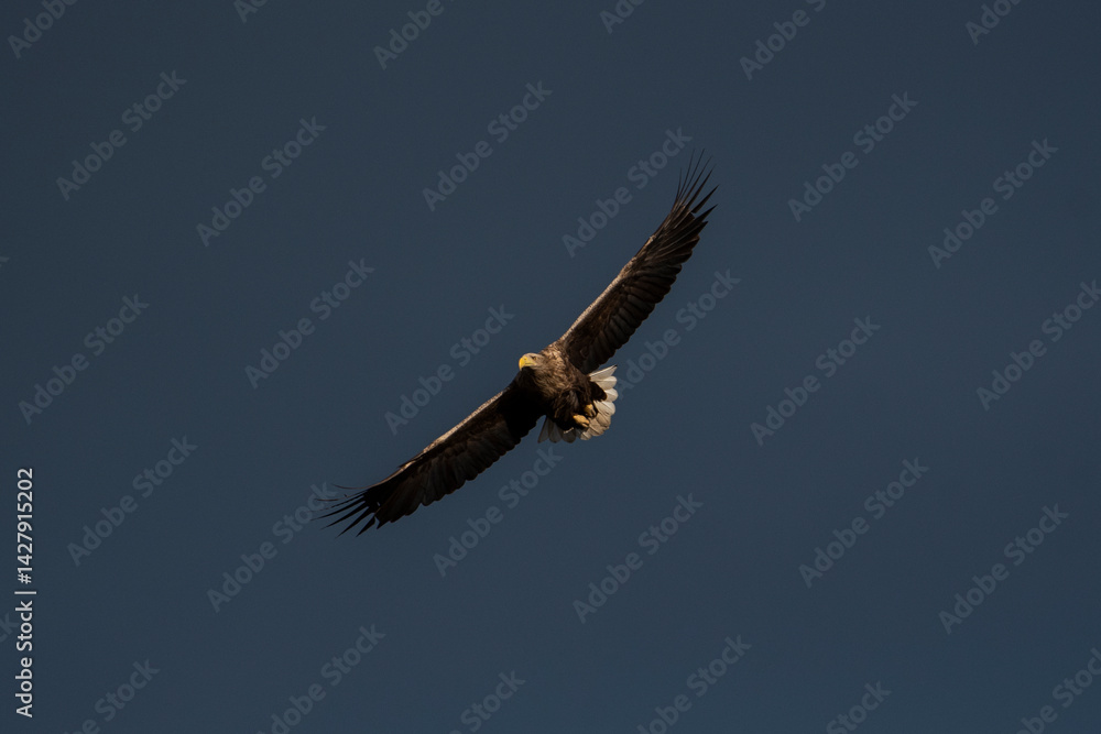 Obraz premium White-tailed eagle in flight
