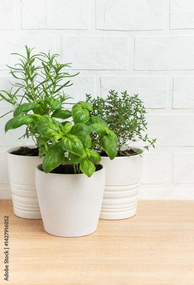 Fresh herbs growing in white pots on wooden table