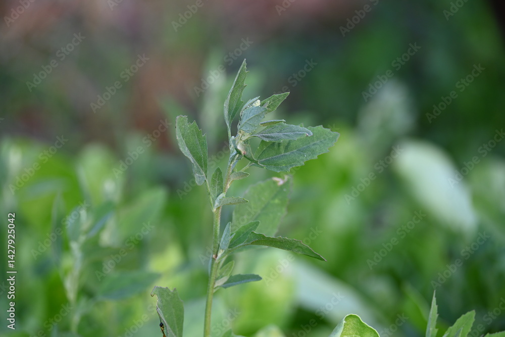 Chenopodium album plants. It is a fast growing weedy annual plant in the genus Chenopodium. It's other names lamb's quarters, melde, goosefoot, wild spinach and fat-hen. It is a popular greens.
Chenopodium album plants. It is a fast growing weedy annual plant in the genus Chenopodium. It's other names lamb's quarters, melde, goosefoot, wild spinach and fat-hen. It is a popular greens.