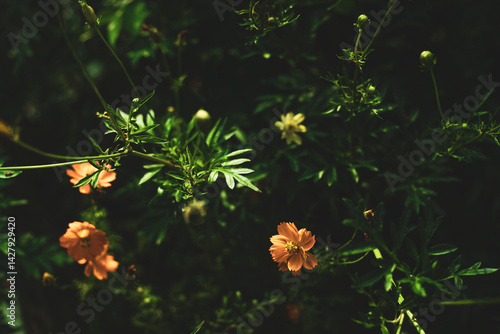  Cosmos sulphureus into a loose soil; planting seeds Cosmos sulphureus too deeply will hinder germination. Keep the soil moist for 5 to 10 days after seeding. Seeds Cosmos sulphureus