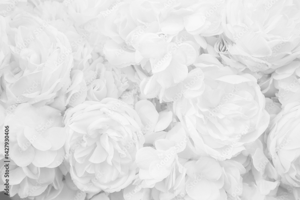 Fototapeta premium Beautiful white roses background. Black and white. Wedding concept.