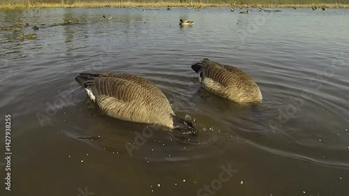 Two Canada Geese feeding on the surface of a lake.